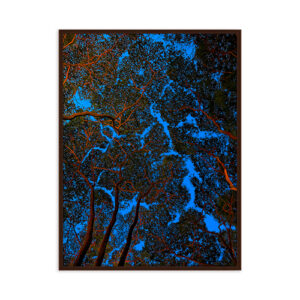 Les Racines Du Ciel