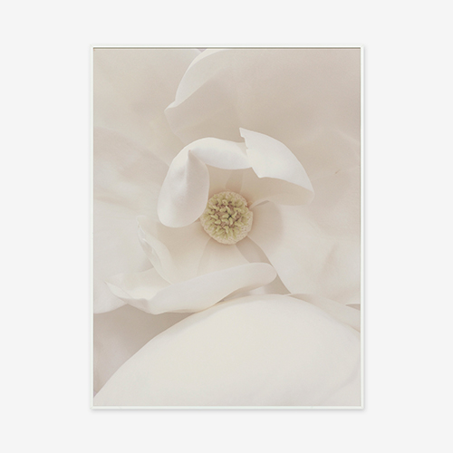 White Collections