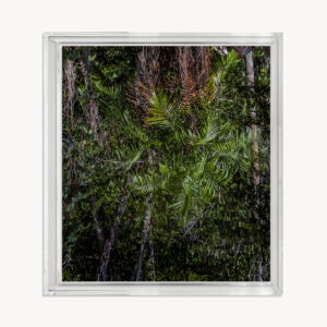 VERDE AMAZÔNIA