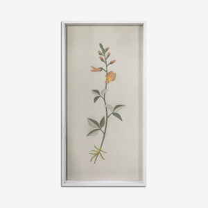 BOTANICA