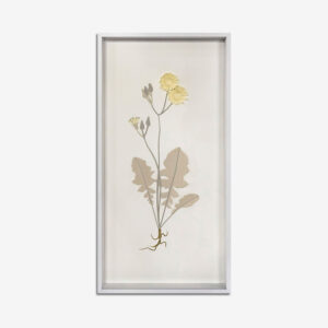 BOTANICA
